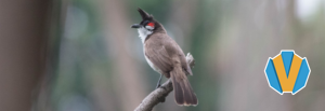A Red-whiskered bulbul