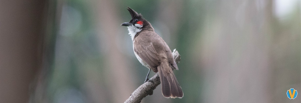 A Red-whiskered bulbul