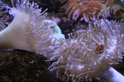 Georgia Aquarium