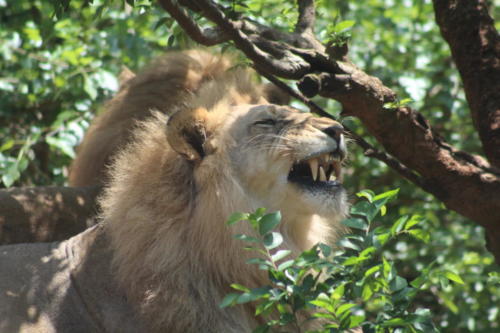 Atlanta Zoo