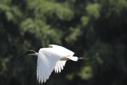 Black-headed ibis