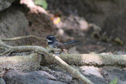 Spotted Fantail flycatcher