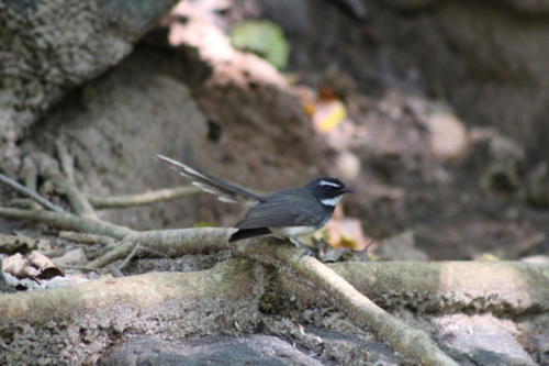 Spotted Fantail flycatcher