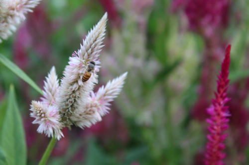 Bee on flower