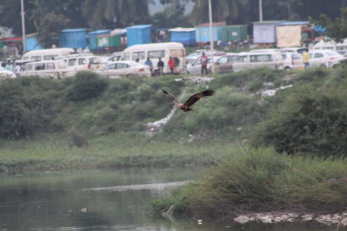Black kite
