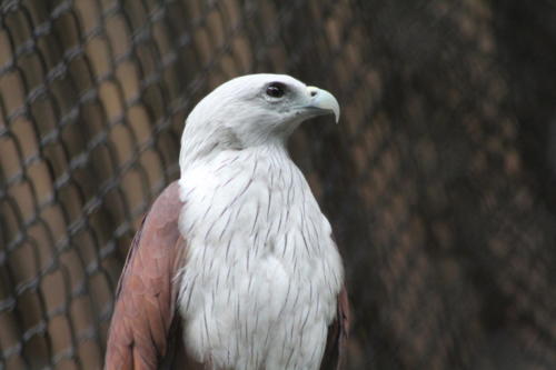 Brahminy kite