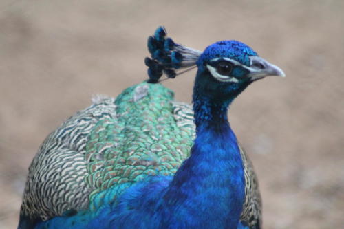 Peacock