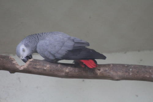Parrot sp