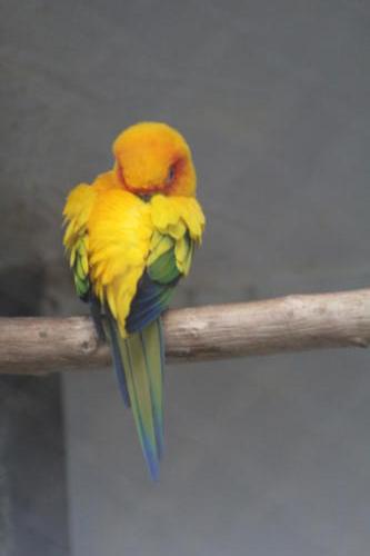 Parrot sp