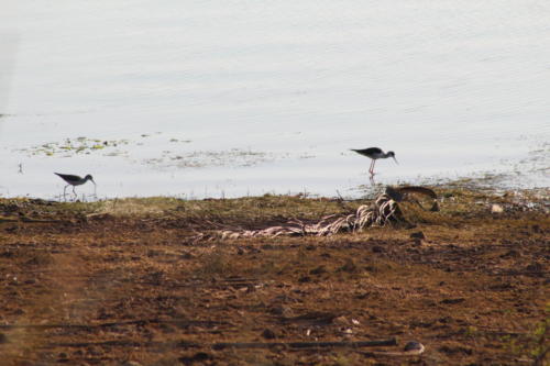 Stilt sp.