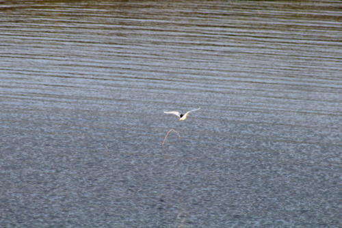 Indian pond heron