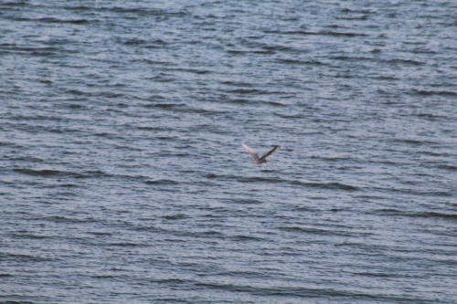 River tern