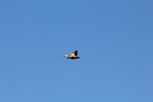 Ruddy Shelduck