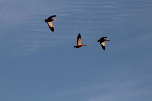 Ruddy shelduck