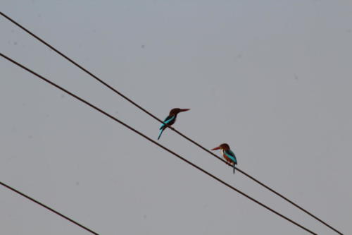 White throated kingfisher