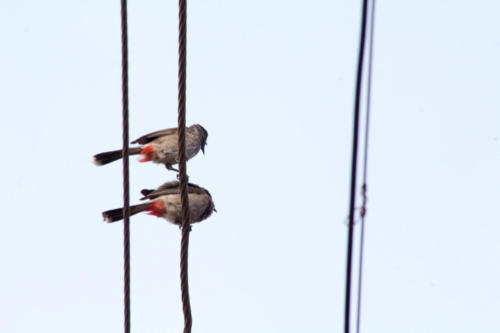 Red vented bulbul