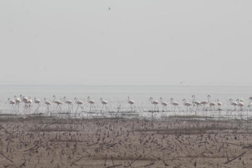 Greater flamingos