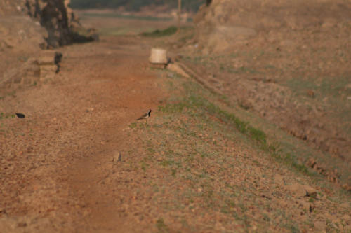 Red wattled lapwing