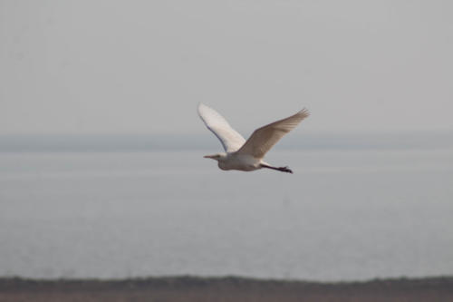 Egret sp.