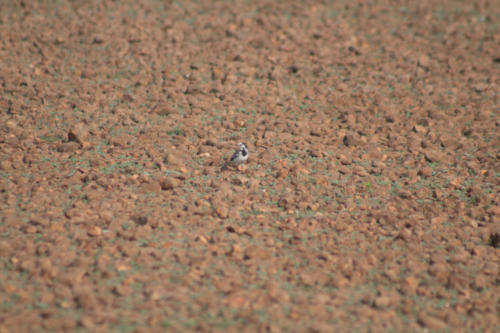 Wagtail? sp.