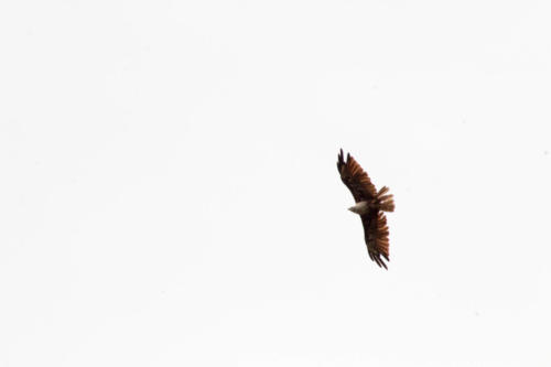 Brahminy kite
