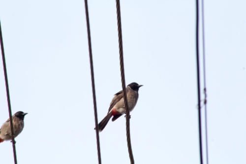 Red vented bulbul