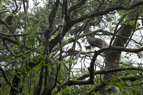 Indian giant squirrel