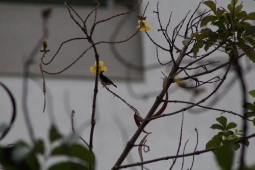 Purple rumped sunbird