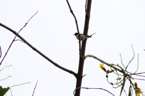 Purple rumped sunbird