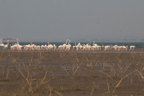 Greater flamingos