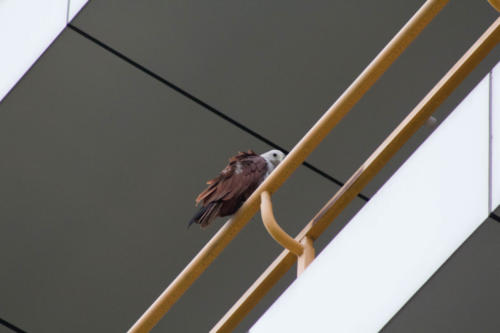 Brahminy kite