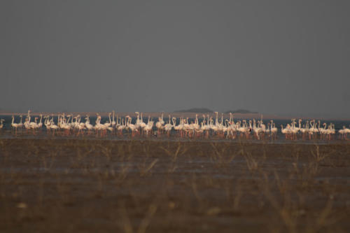 Greater flamingos