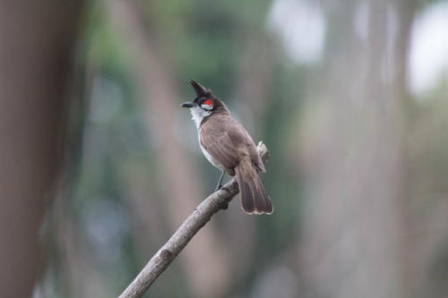 Red whiskered bulbul