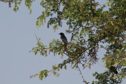 Drongo sp.