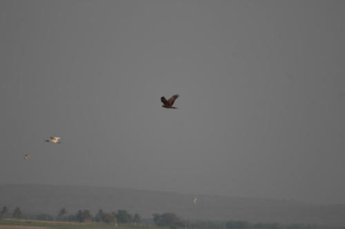 Harrier sp.