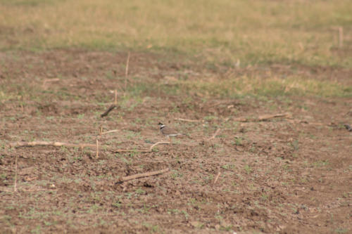 Little ringed plover