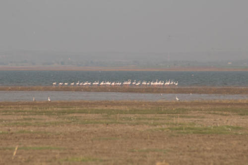 Greater flamingos