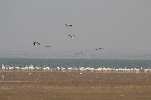 Greater flamingos