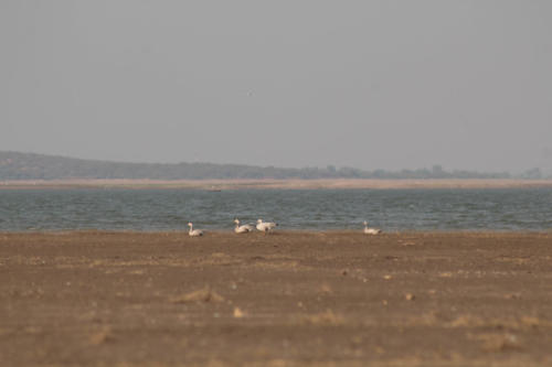 Bar headed goose