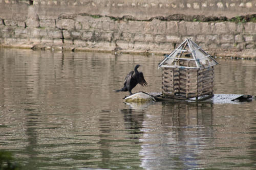 Cormorant sp.