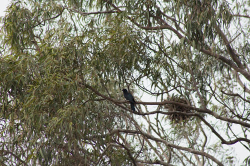 Koel sp.