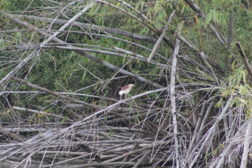 Indian pond heron