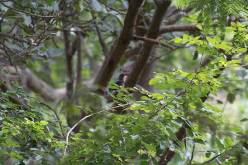 White throated kingfisher