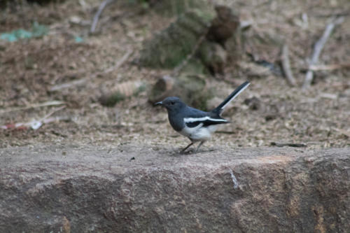 Oriental magpie robin