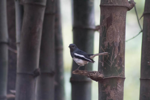 Oriental magpie robin