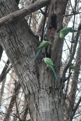 Parakeet sp.