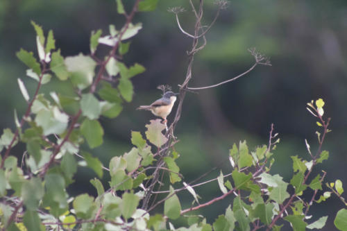 Prinia sp.