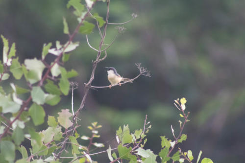 Prinia sp.