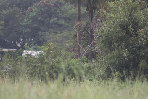 Coucal sp.