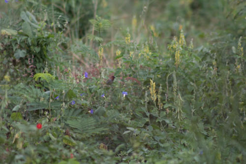 Scaley breasted munia